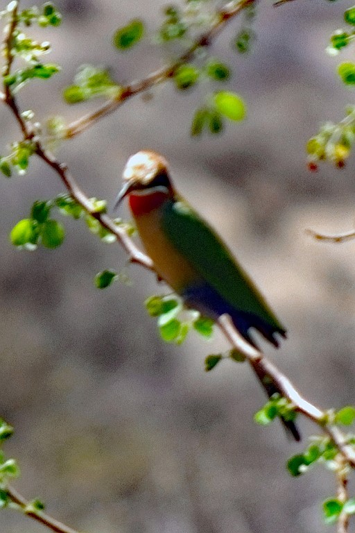 Kenia (39).jpg